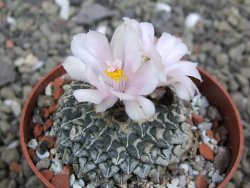 Ariocarpus kotschoubeyanus albiflorus Tula pot 6,5 cm - 12401856