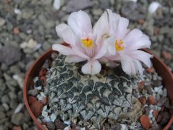 Ariocarpus kotschoubeyanus albiflorus Tula pot 6,5 cm