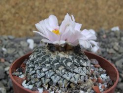 Ariocarpus kotschoubeyanus albiflorus Tula pot 6,5 cm - 12401858