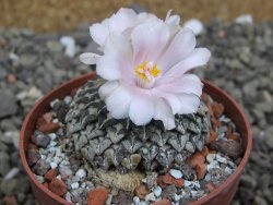 Ariocarpus kotschoubeyanus albiflorus Tula pot 6,5 cm - 12401859