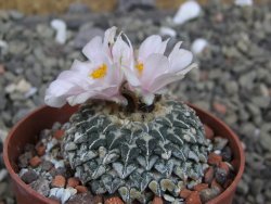 Ariocarpus kotschoubeyanus albiflorus Tula pot 6,5 cm - 12401860