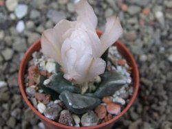 Ariocarpus retusus scapharostroides San Francisco pot 5,5 IA - 12401863