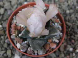 Ariocarpus retusus scapharostroides San Francisco pot 5,5 IA - 12401864