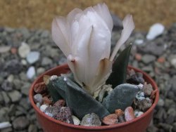 Ariocarpus retusus scapharostroides San Francisco pot 5,5 IA