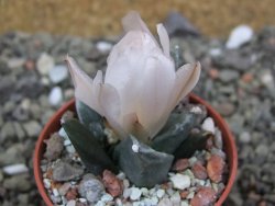 Ariocarpus retusus scapharostroides San Francisco pot 5,5 IA - 12401866