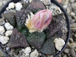 Ariocarpus lloydii pot 5,5 cm