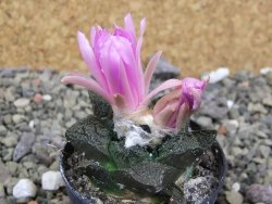 Ariocarpus fissuratus Cuatro Cienegas, pot 5,5 cm - 12401897