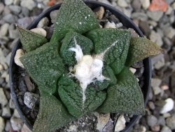 Ariocarpus fissuratus Cuatro Cienegas, pot 5,5 cm