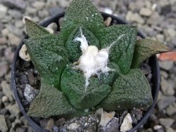 Ariocarpus fissuratus Cuatro Cienegas, pot 5,5 cm - 12401899