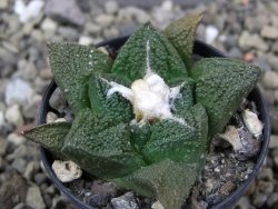 Ariocarpus fissuratus Cuatro Cienegas, pot 5,5 cm - 12401900