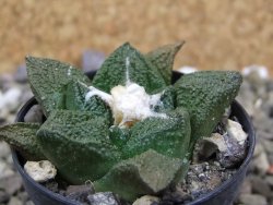 Ariocarpus fissuratus Cuatro Cienegas, pot 5,5 cm - 12401901