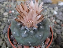 Turbinicarpus jauernigii pot 5,5 cm cites IA