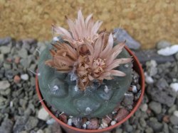 Turbinicarpus jauernigii pot 5,5 cm cites IA - 12401903