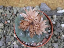 Turbinicarpus jauernigii pot 5,5 cm cites IA - 12401904