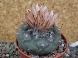 Turbinicarpus jauernigii pot 5,5 cm cites IA - 12401905