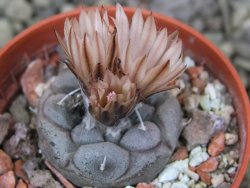 Turbinicarpus jauernigii pot 5,5 cm cites IA - 12401906