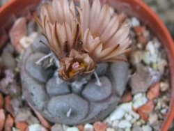 Turbinicarpus jauernigii pot 5,5 cm cites IA - 12401907