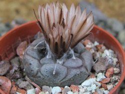 Turbinicarpus jauernigii pot 5,5 cm cites IA