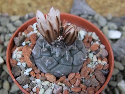 Turbinicarpus jauernigii pot 5,5 cm cites IA