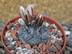 Turbinicarpus jauernigii pot 5,5 cm cites IA - 12401910