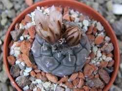 Turbinicarpus jauernigii pot 5,5 cm cites IA - 12401911