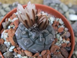 Turbinicarpus jauernigii pot 5,5 cm cites IA - 12401912