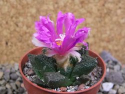 Ariocarpus lloydii pot 5,5 cm - 12401915