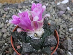 Ariocarpus lloydii pot 5,5 cm