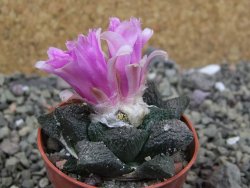 Ariocarpus lloydii pot 5,5 cm - 12401919