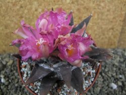 Ariocarpus confusus La Escondida, pot 10 cm Cites IA