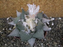 Ariocarpus furfuraceus 10 cm