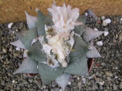 Ariocarpus furfuraceus 10 cm - 12401936