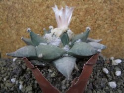 Ariocarpus furfuraceus 10 cm - 12401938