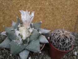 Ariocarpus furfuraceus 10 cm - 12401939