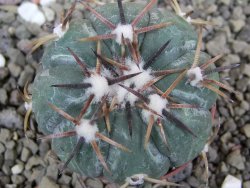 Echinocactus horizonthalonius RS 1038 La Trinidad, SLP pot 5,5 cm - 12401941