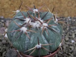 Echinocactus horizonthalonius RS 1038 La Trinidad, SLP pot 5,5 cm - 12401942