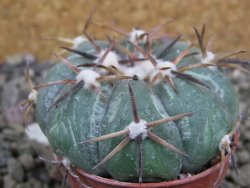 Echinocactus horizonthalonius RS 1038 La Trinidad, SLP pot 5,5 cm - 12401943