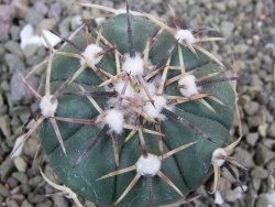 Echinocactus horizonthalonius RS 1038 La Trinidad, SLP pot 5,5 cm - 12401945