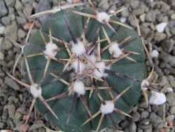 Echinocactus horizonthalonius RS 1038 La Trinidad, SLP pot 5,5 cm - 12401946