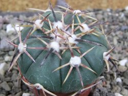 Echinocactus horizonthalonius RS 1038 La Trinidad, SLP pot 5,5 cm - 12401947