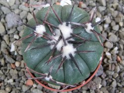 Echinocactus horizonthalonius RS 1038 La Trinidad, SLP pot 5,5 cm - 12401948