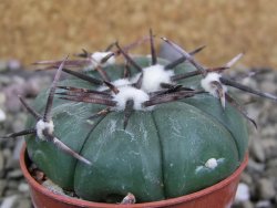 Echinocactus horizonthalonius RS 1038 La Trinidad, SLP pot 5,5 cm - 12401950