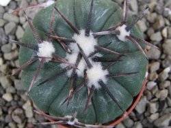 Echinocactus horizonthalonius RS 1038 La Trinidad, SLP pot 5,5 cm - 12401951