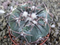 Echinocactus horizonthalonius RS 1038 La Trinidad, SLP pot 5,5 cm - 12401952