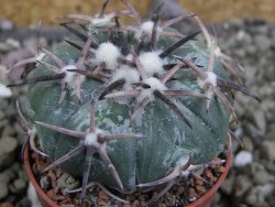 Echinocactus horizonthalonius RS 1038 La Trinidad, SLP pot 5,5 cm - 12401953