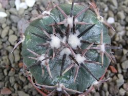 Echinocactus horizonthalonius RS 1038 La Trinidad, SLP pot 5,5 cm - 12401954