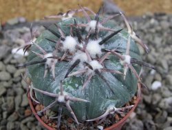 Echinocactus horizonthalonius RS 1038 La Trinidad, SLP pot 5,5 cm - 12401955