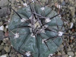 Echinocactus horizonthalonius Castaňas, pot 5,5 cm - 12401958