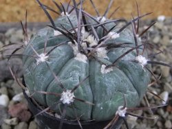 Echinocactus horizonthalonius Castaňas, pot 5,5 cm - 12401959