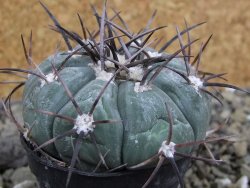 Echinocactus horizonthalonius Castaňas, pot 5,5 cm - 12401960